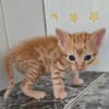 Süße kleine Katzen  Turron & Mango