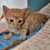 Süße kleine Katzen  Turron & Mango