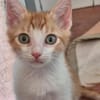 Süße kleine Katzen  Turron & Mango