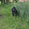 🍀 Winnie sucht sein für immer Zuhause 🐶✨
