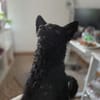 🍀 Winnie sucht sein für immer Zuhause 🐶✨