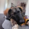 🐾💙 Yoyo sucht seine für immer Familie