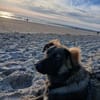 🐾💙 Yoyo sucht seine für immer Familie