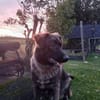 🐾💙 Yoyo sucht seine für immer Familie
