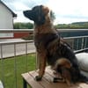 🐾💙 Yoyo sucht seine für immer Familie