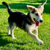 Kleiner charmanter Eddie sucht dringend eine Familie