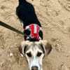 Kleiner charmanter Eddie sucht dringend eine Familie
