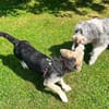Kleiner charmanter Eddie sucht dringend eine Familie