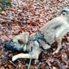 Scheues Hundekind Lucy sucht Heimat