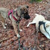 Scheues Hundekind Lucy sucht Heimat