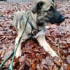 Scheues Hundekind Lucy sucht Heimat