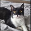 Paco sucht als Einzelkatze mit Freigang