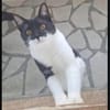Paco sucht als Einzelkatze mit Freigang