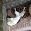 Paco sucht als Einzelkatze mit Freigang