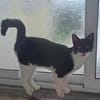 Paco sucht als Einzelkatze mit Freigang