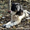 Petko 12/20 ist auf der Suche