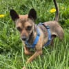 Pinscher-Chihuahua-Mix Dobby