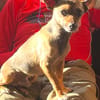 Pinscher-Chihuahua-Mix Dobby