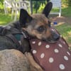 Pinscher-Chihuahua-Mix Dobby