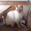 Lupita sucht als Einzelkatze mit Freigan