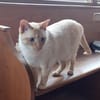 Lupita sucht als Einzelkatze mit Freigan