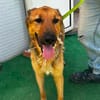 Franca