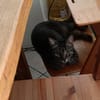 Honey W ~6jahre