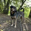 Bracken-Mix BOBBY❤ !Notfall!