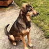 Bracken-Mix BOBBY❤ !Notfall!