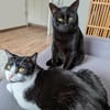 Melfi & Gines suchen gemeinsam ihr Für-immer-Zuhause