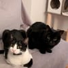 Melfi & Gines suchen gemeinsam ihr Für-immer-Zuhause