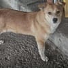 Chicco sehnt sich nach einem richtigen Zuhause