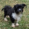 FINJA-zuckersüße Yorkshire-Terrier-Mix-Hündin