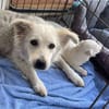 Gracie💕taffe, kleine Hündin in 25578 Neuenbrook
