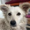 Gracie💕taffe, kleine Hündin in 25578 Neuenbrook