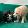 Rudolf, kleiner Welpe sucht neue Familie