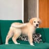 Rudolf, kleiner Welpe sucht neue Familie