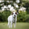 Entdecker MURPHY sucht seine Familie