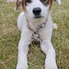 Entdecker MURPHY sucht seine Familie