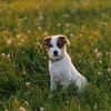 Entdecker MURPHY sucht seine Familie