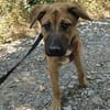 Ana, mutiger Welpe sucht neues Zuhause