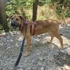 Ana, mutiger Welpe sucht neues Zuhause