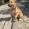 Ana, mutiger Welpe sucht neues Zuhause