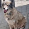 Yvette, fröhliche Hündin sucht Familie