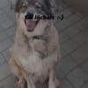 Yvette, fröhliche Hündin sucht Familie