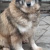 Yvette, fröhliche Hündin sucht Familie