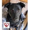 Rollo sucht sein Zuhause/Pflegestelle