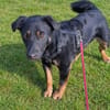 Rollo sucht sein Zuhause/Pflegestelle