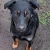 Rollo sucht sein Zuhause/Pflegestelle