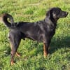 Rollo sucht sein Zuhause/Pflegestelle